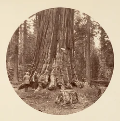 El orgullo del bosque - Calaveras Grove, ca. 1878