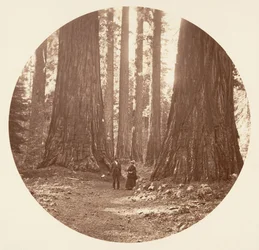 Las Tres Gracias Vistas a Través del Bosque de Bryant y Seward Calaveras, ca. 1878