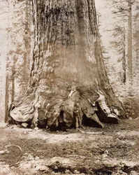 Tronco del "Gigante Grizzly", Mariposa Grove, 33 pies de diámetro, 1861