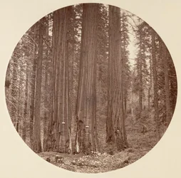 Parque nacional de Yosemite, California, hacia 1878.