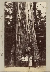 Grandes árboles cerca de Monteray [sic] - Cal.