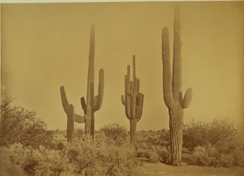 [Cactus, Arizona - Cereus Giganteus]