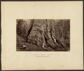 [California - Mariposa Big Trees, "Washington" 270 pies de altura, 92 pies de circunferencia.]