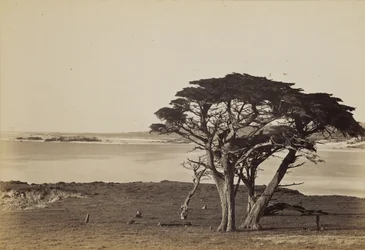 Vista de la costa cerca de Monterey