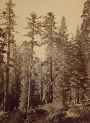 [Escena del bosque] / [Pinos de azúcar]