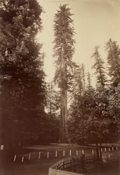 Secuoya gigante, Santa Cruz
