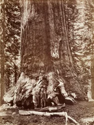 Gigante Grizzly, diámetro 33 pies, Mariposa Grove