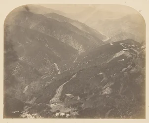 Josefina y el pino