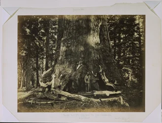 [Parte del tronco del «Grizzly Giant» con Clark - Mariposa Grove - 33 pies de diámetro]