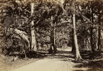 [Camino a través de un bosquecillo de cipreses]