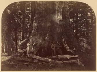 Sección del Grizzly Giant, Mariposa Grove, 33 pies de diámetro
