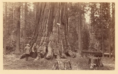[El orgullo del bosque, Calaveras Grove]