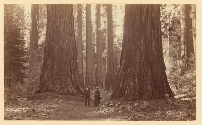 Las tres Gracias, Calaveras Grove