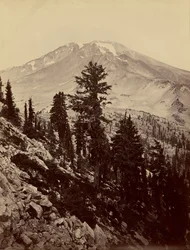 [Williamsonii, monte Shasta]