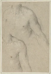 Dos estudios del torso de un hombre joven