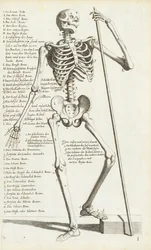 Estudio anatómico del esqueleto humano por Carlo Cesi