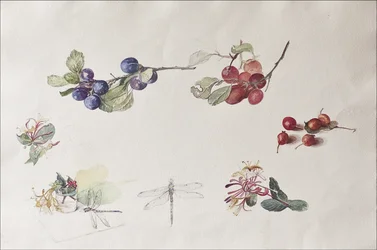 Frutas y flores de otoño, 2007