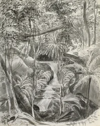 Estudio de la jungla, siglo XIX