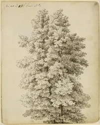 Grupo de árboles