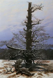 Roble en la nieve