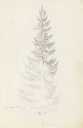 Abeto
