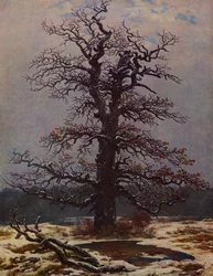 Roble en la nieve