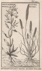 Centáurea menor y cola de ratón. Centaurium Minus. Cauda Muris. Centáurea menor. Cola de ratón (título en el objeto)