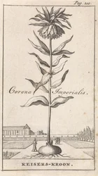 la corona imperial Corona Imperialis / Corona Imperial (título sobre el objeto)
