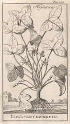 hierba de hígado Hepetica / Noble-Liver-Herb (título sobre el objeto)