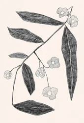 Dibujo botánico de una rama