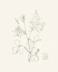 Dibujo botánico de una aguileña