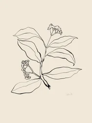 Dibujo botánico a lápiz