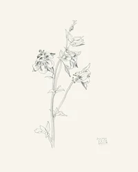 Boceto de una flor de aguileña