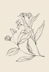 Dibujo botánico delicado