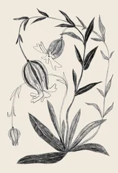Delikado boceto botánico
