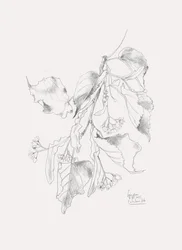 Dibujo delicado de un tilo