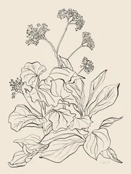 Elegante dibujo botánico