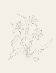 Elegante dibujo lineal floral