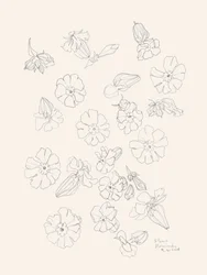 Elegantes dibujos de flores