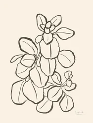 Dibujo de hojas orgánicas