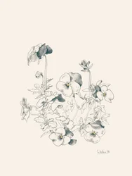 Boceto botánico de una violeta