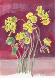 Oxalis amarillo intenso