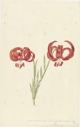 Lirio rojo