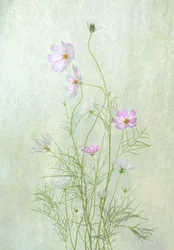 Delicadas flores de cosmos