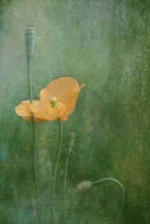 Amapolas anaranjadas de ensueño