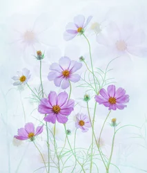 Cosmos rosa de ensueño