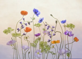 Florece el jardín etéreo