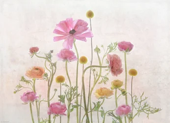 Ranúnculo rosa pálido