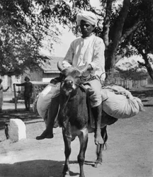 El lavandero, India