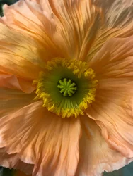 Composición - Flores, 2019 (foto)